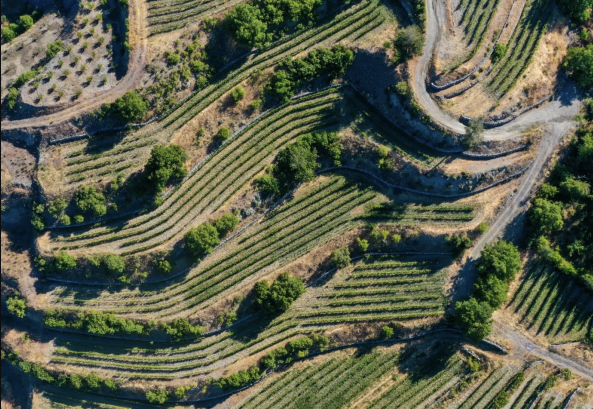 Cyprus Wine. Wine routes and wineries open for a visit